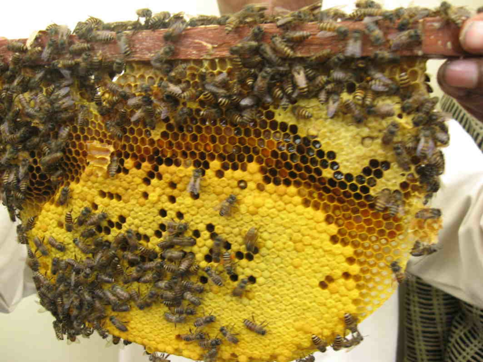 BEES HAVE ALSO BEEN RECENTLY SHOWN TO OFFER A POTENTIAL CURE TO CANCER.