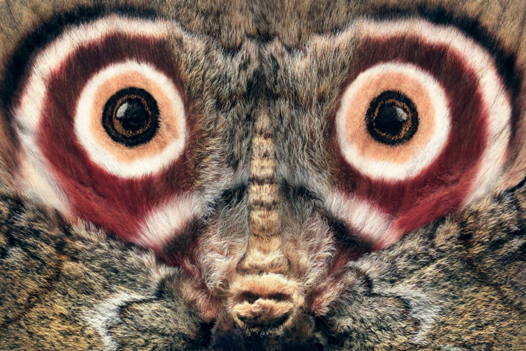The Aftermoth? Looks Like Owl Be Back! - Savage Beast Records