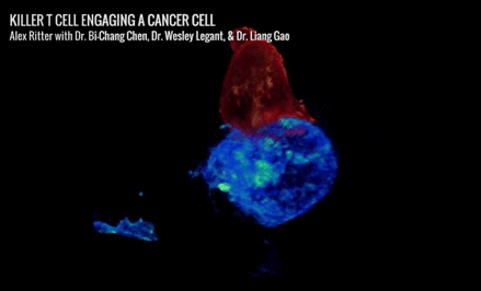 Killer T cell engaging a cancer cell - Alex Ritter, Dr. Bi-Chang Chen, Dr. Wesley Legant & Dr. Liang Gao