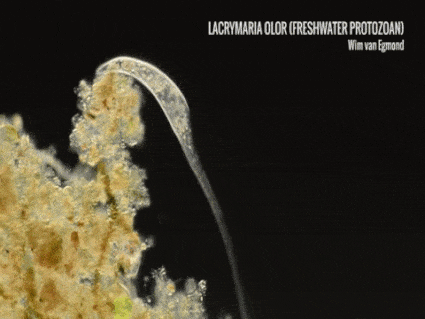 Lacrymaria olor (ciliate) - Mr. Wim van Egmond