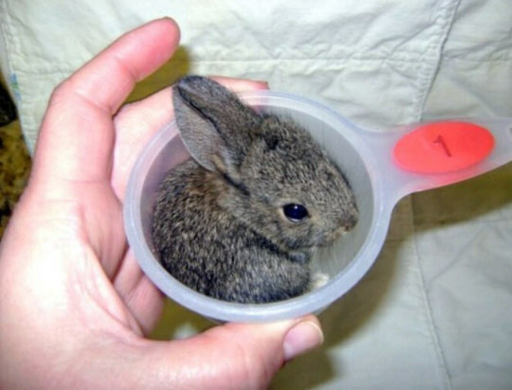 Instant Awww... Just Add 1 Cup of Cute!