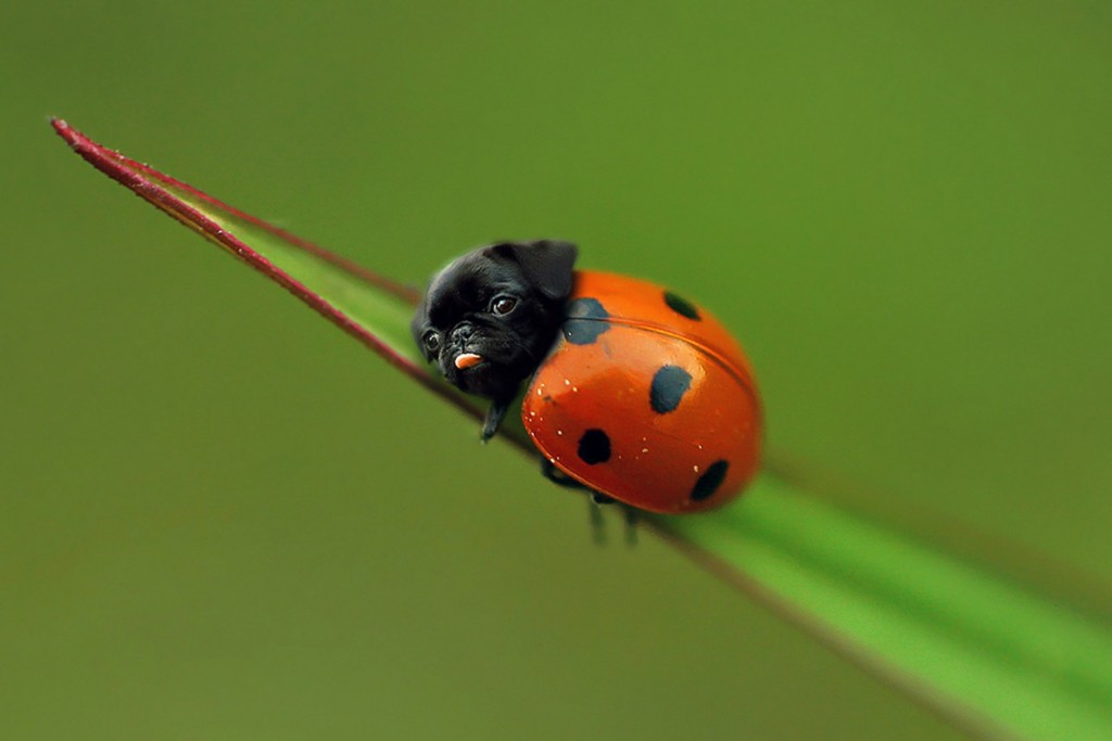 Wait, No... A LadyPug?