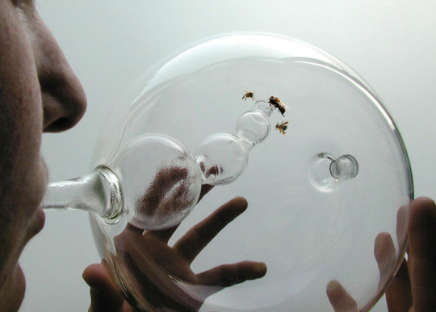 No It's Not a Bong. It's a Bee Biosensor!