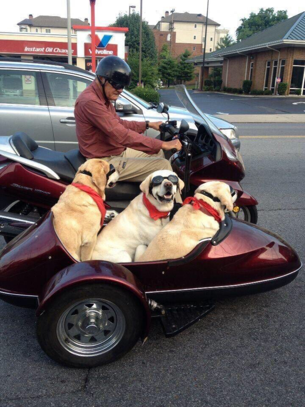 Road Dogs