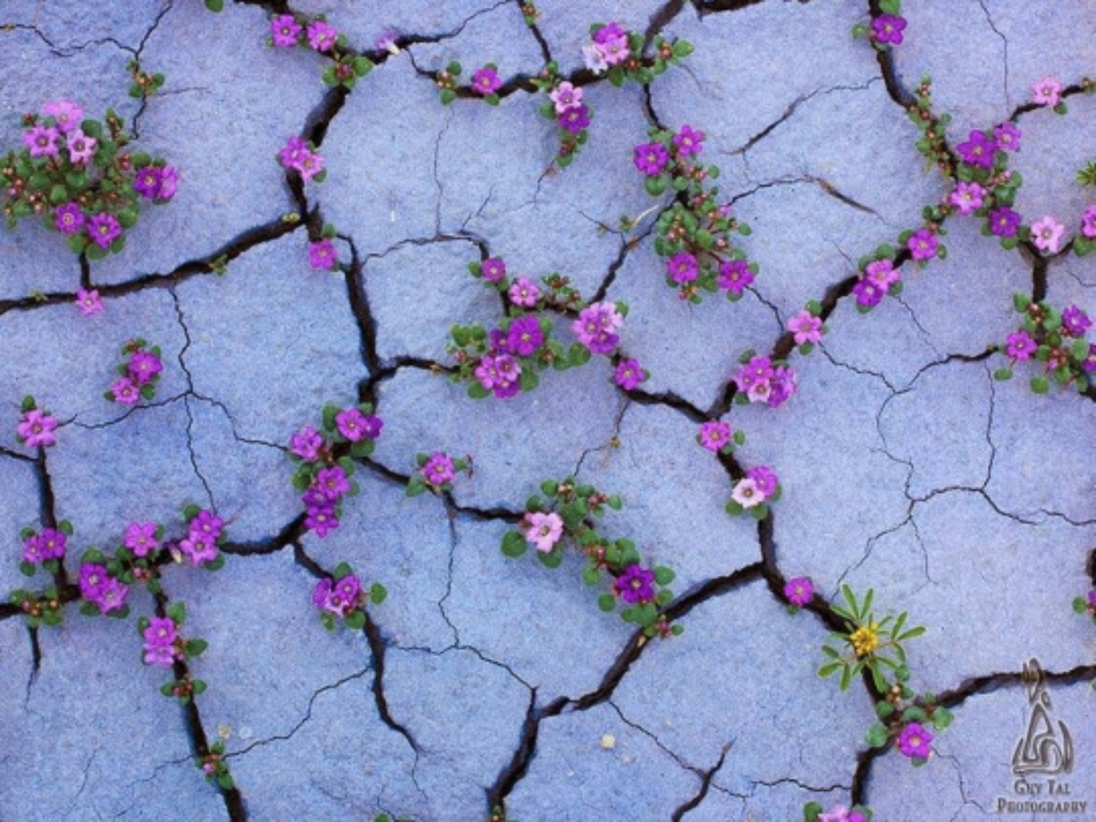 Let Your Hopes, Not Your Hurts, Shape Your Future.  Robert H. Schuller