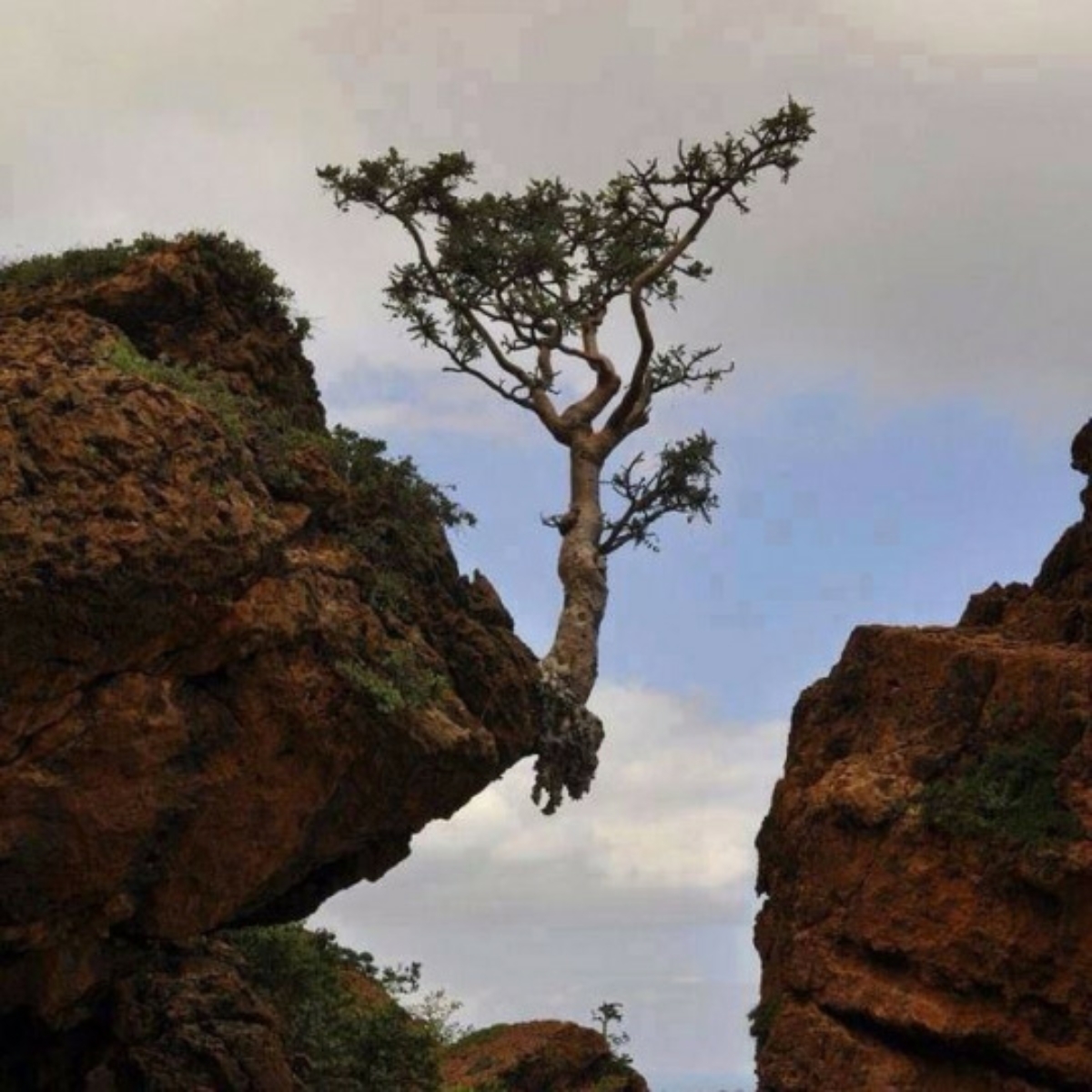 Let Your Hopes, Not Your Hurts, Shape Your Future.  Robert H. Schuller