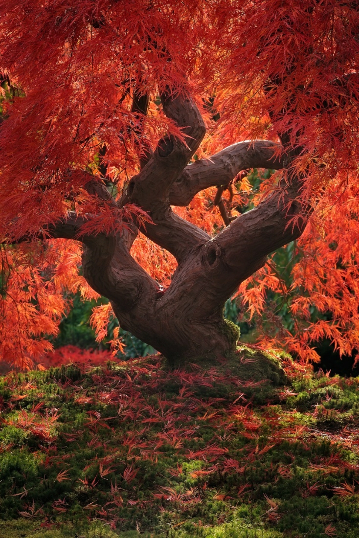 Trees are poems that earth writes upon the sky, We fell them down and turn them into paper, That we may record our emptiness.  - Khalil Gibran