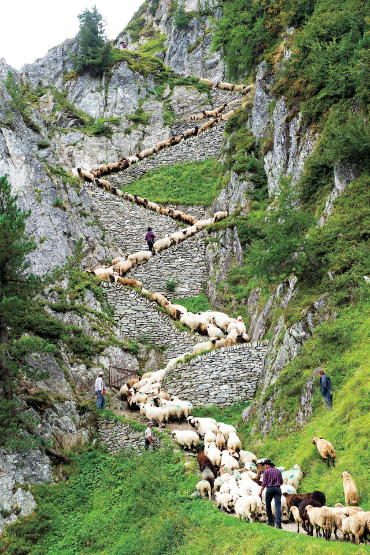 Switzerland Shepherd's Weekend